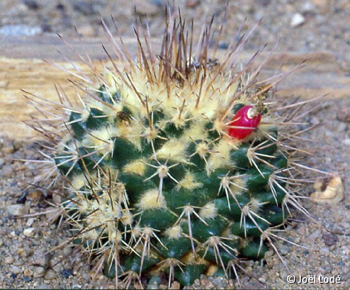 Mammillaria karwinskiana ssp. beiselii f. La Arteaga, Mexico JLcoll.2545